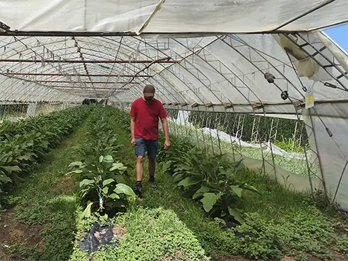 jacky schmidt sous sa serre d'aubergines