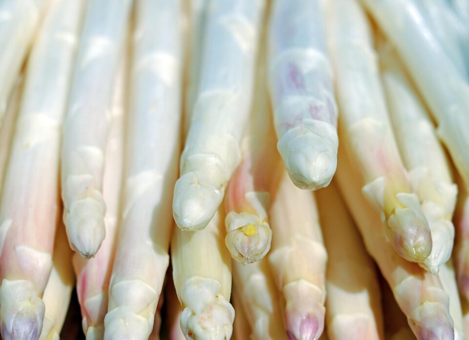 asperge blanche bio alsace