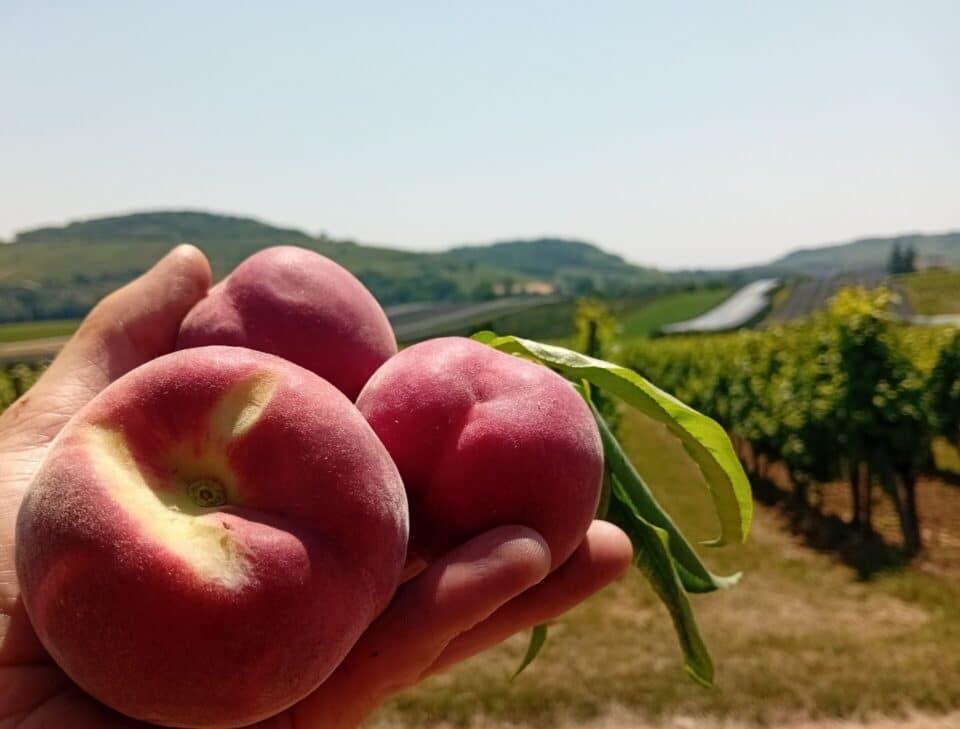 pêches bio dans les chmpas ferme Rothgerber