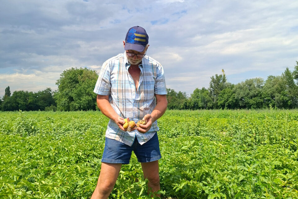 Producteur de pomme de terre bio equitable alsace dans son champs