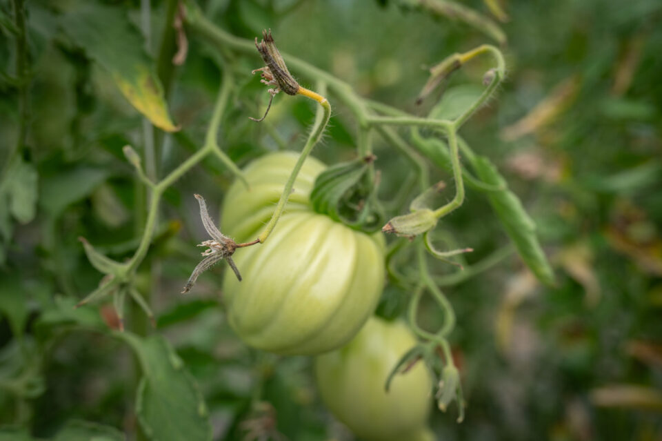 fruits de tomates brulés